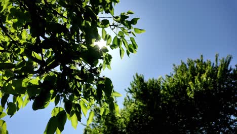 El-Sol-Brillando-A-Través-De-Las-Hojas-Verdes-Del-árbol