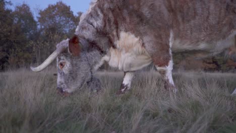 a young cow grazing happily on a warm evening at dusk