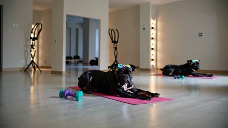 dogs doing yoga in a fitness studio