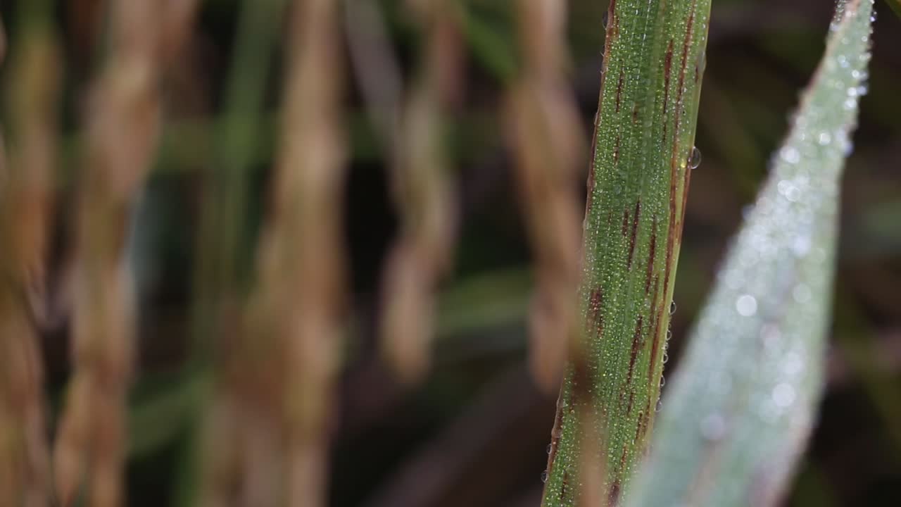 plantas de arroz tailandés en la provincia de surin, tailandia