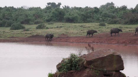 cape buffalo bull herd near river in aberdare national park, central kenya, east africa