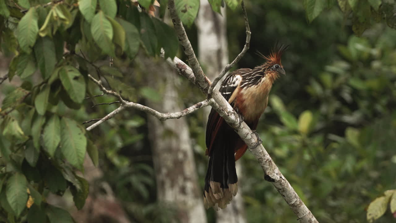 pájaro hoatzin posado en un árbol en un bosque tropical