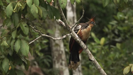 hoatzin bird perched on a tree in a tropical forest