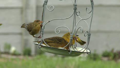 Un-Macho-Y-Dos-Hembras-Tejedoras-Del-Cabo-Disfrutando-De-La-Semilla-De-Un-Comedero-Para-Pájaros-Colgante