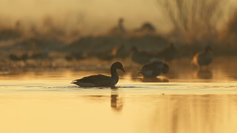 geese at sunrise