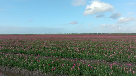 April-2024---4K-Aerial-of-tulip-fields-in-Flevoland,-The-Netherlands