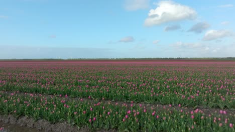 abril 2024 - 4k aerial de los campos de tulipanes en flevoland, los países bajos