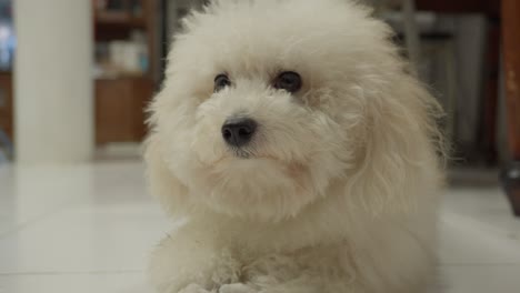 un cachorro esponjoso cautiva con su inocencia y encanto juguetón en primer plano.