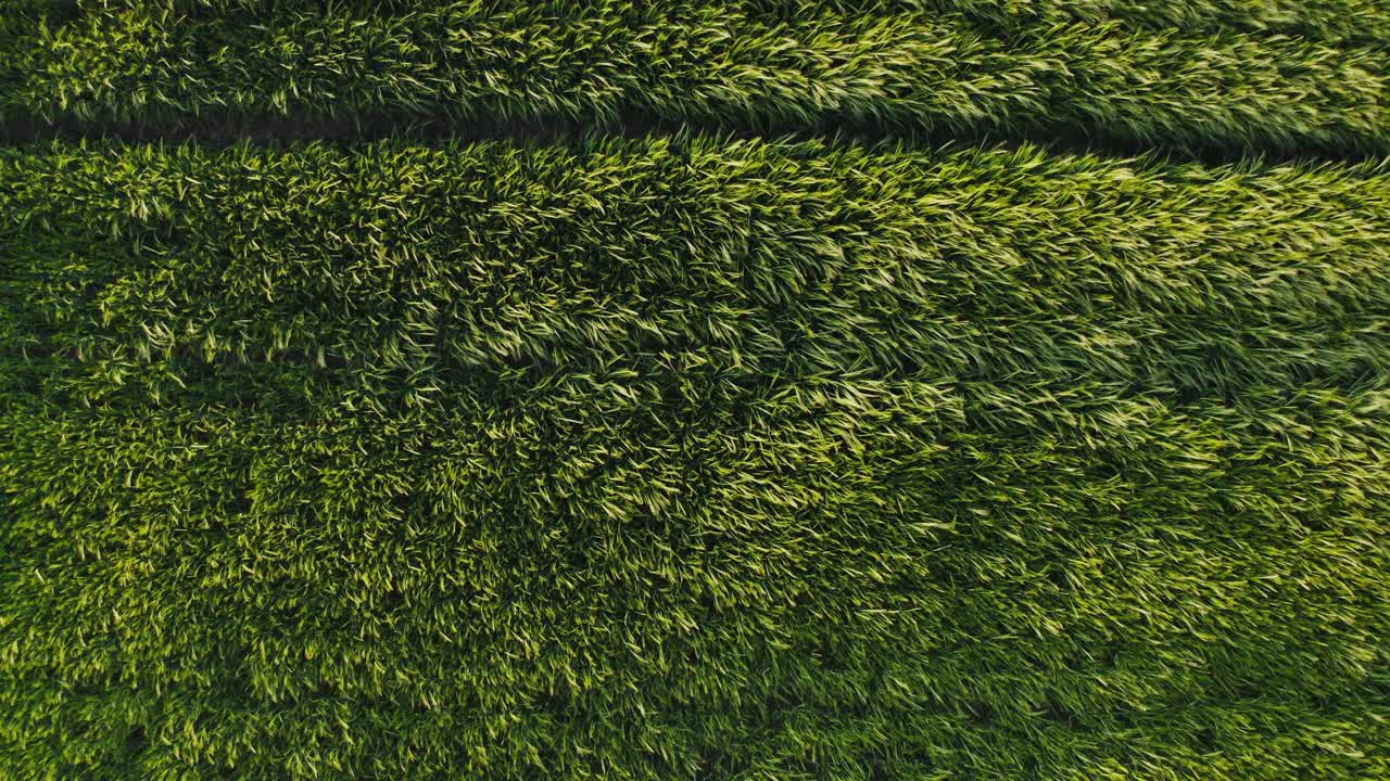 vista aérea de un campo de trigo verde