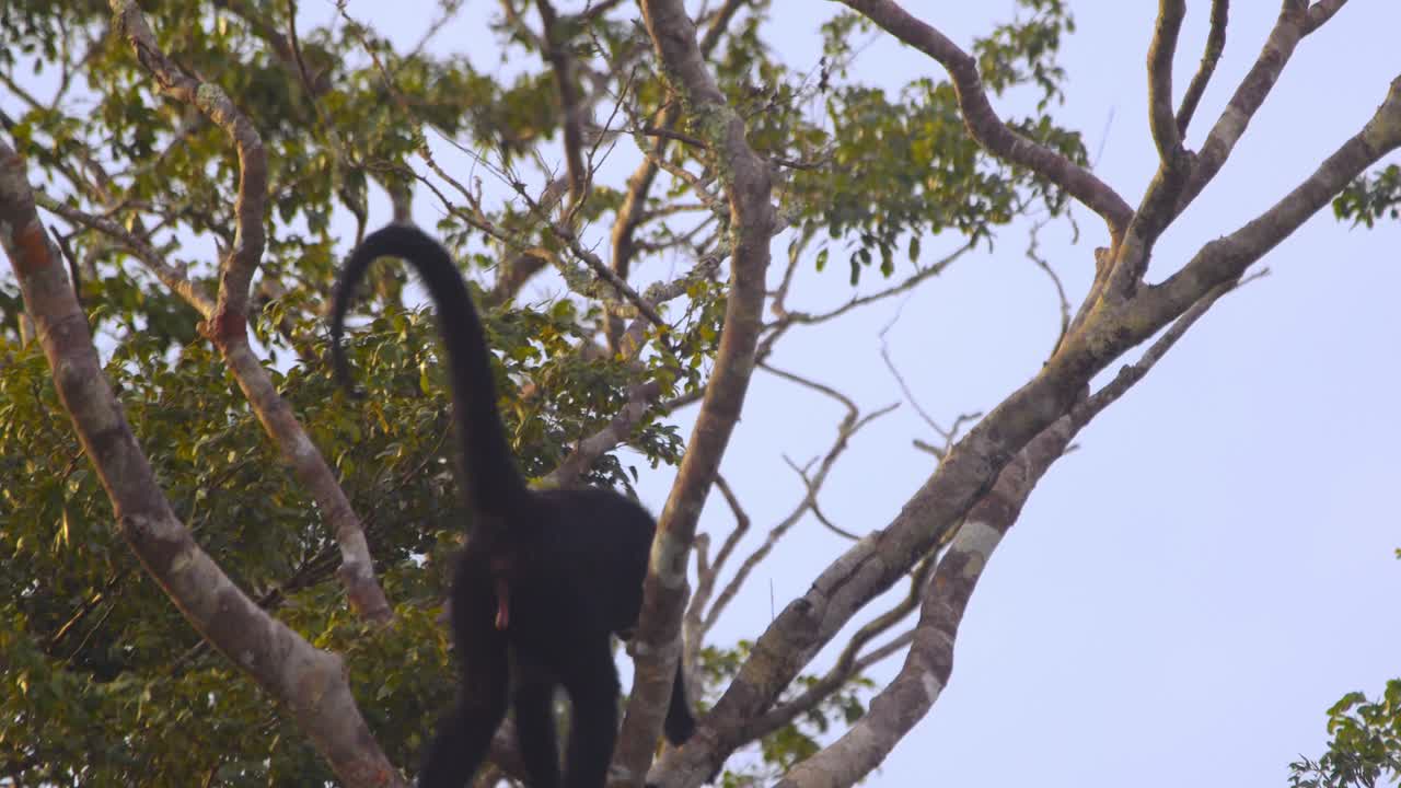 Closeup of black spider monkey leisurely swinging through branches in Peru’s Amazon rainforest.