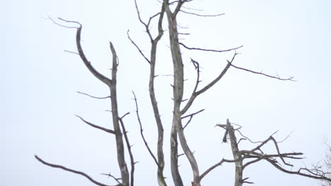 Neigung-Des-Toten-Baumes-Im-Schneebedeckten-Naturpark