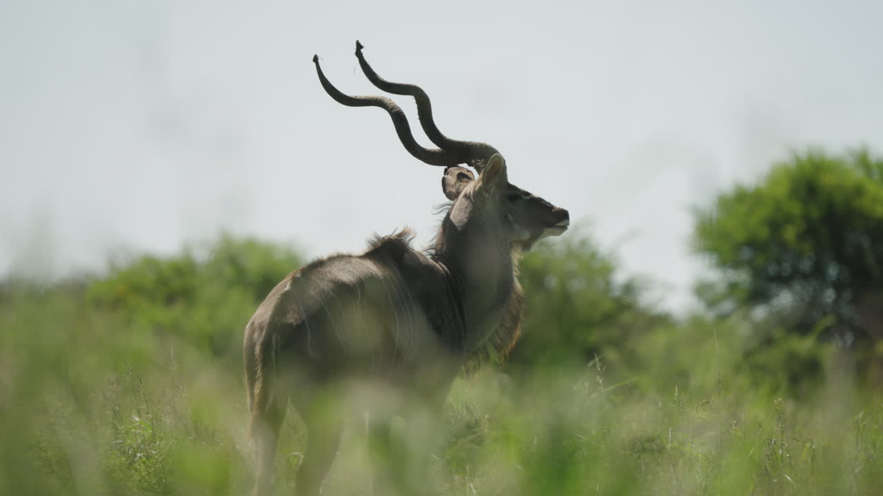 un majestuoso kudu vaga por la sabana africana