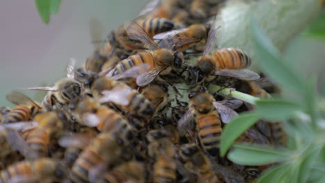 Macro-De-Un-Gran-Enjambre-De-Abejas-Melíferas