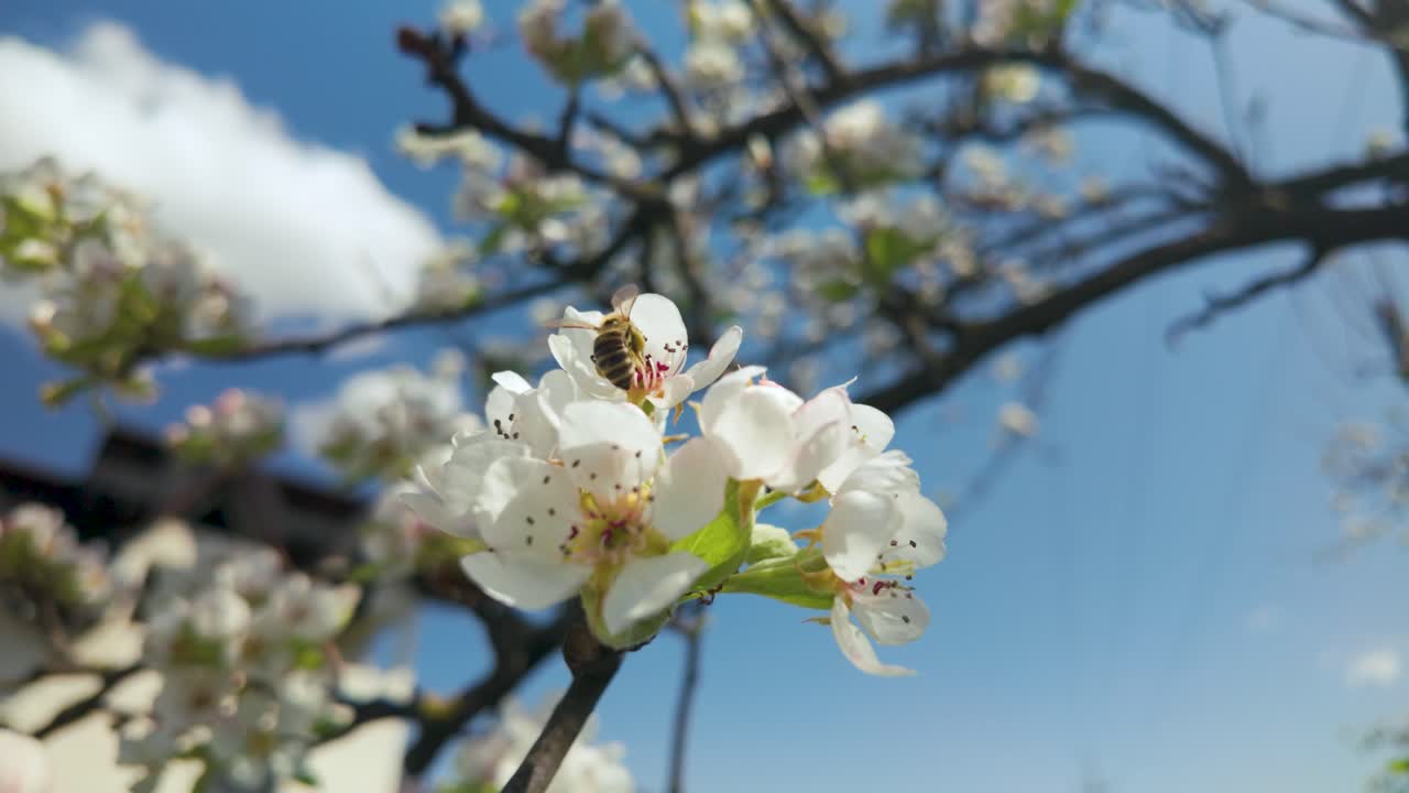 Bee collecting pollen from blossom on sunny day