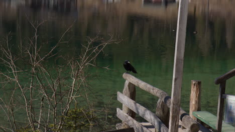 a crow perching on the wooden bridge in hintersee, germany. wide shot