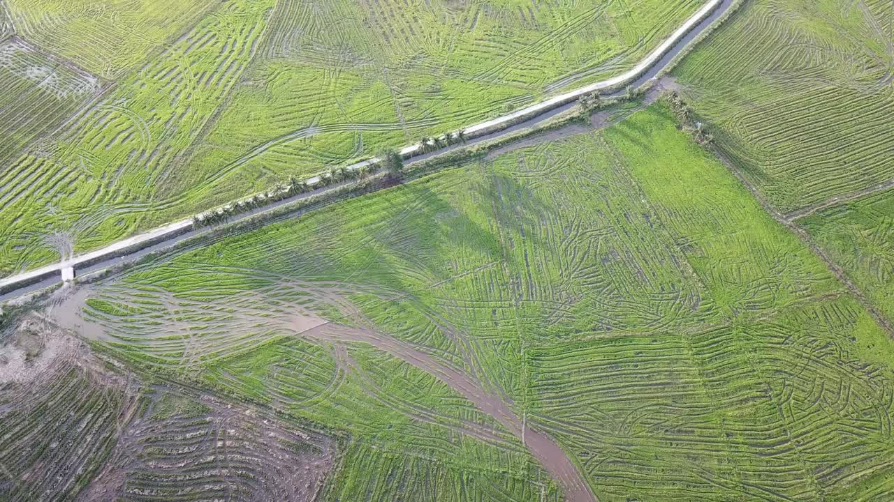 vuelo aéreo sobre la turba en el campo de arroz en permatang pauh.