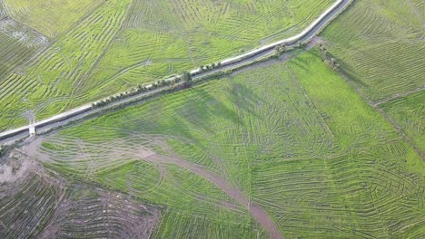 Vuelo-Aéreo-Sobre-Turberas-En-Los-Arrozales-De-Permatang-Pauh.