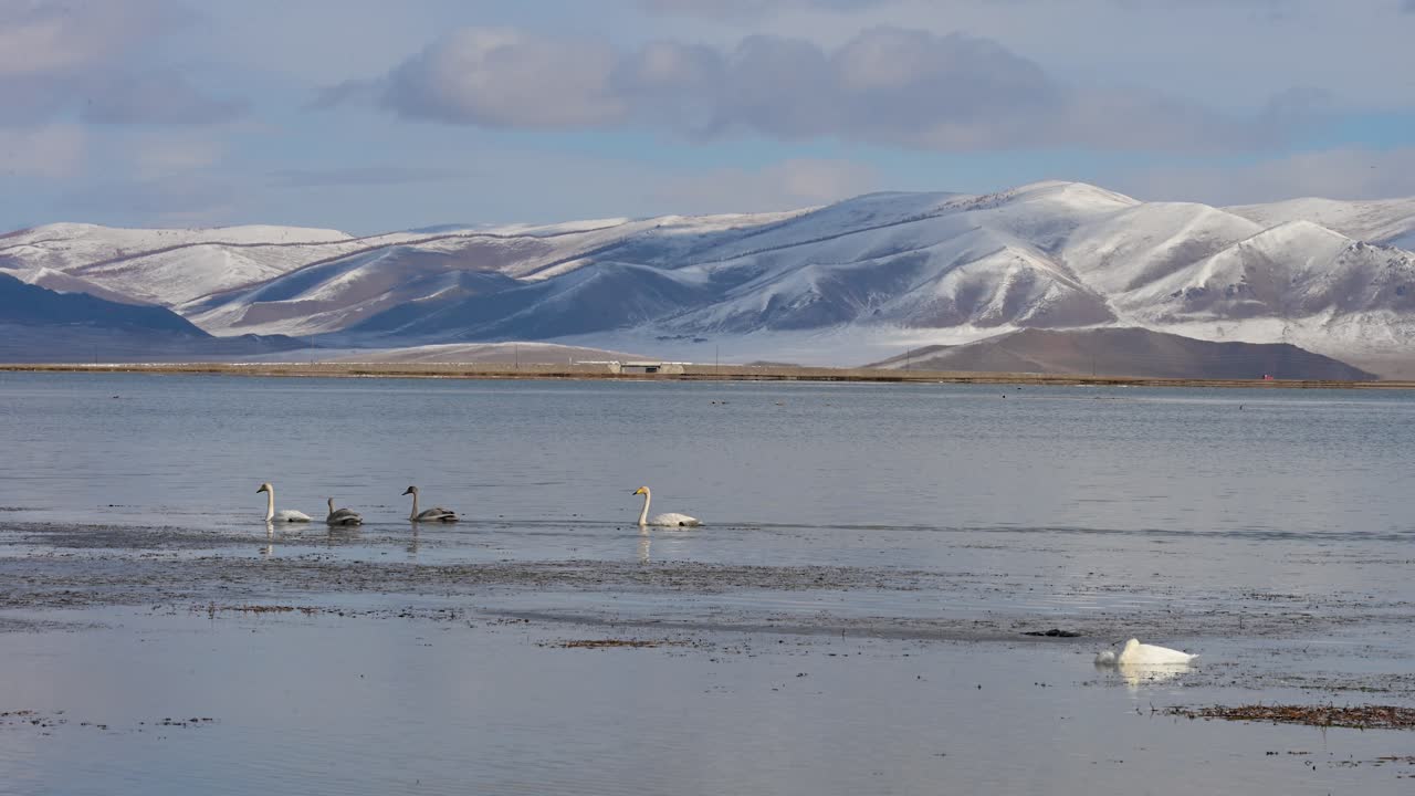 A flock of Whooper Swans, including adult white and young grey cygnets, rests and feeds in the icy waters of Tariat Lake, Mongolia, during their migration