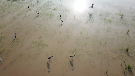 vista aérea cigüeña asiática de pico abierto en el campo de arroz después de cultivado
