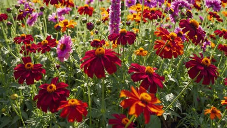 vibrant red, orange, and pink zinnia elegans flowers create a cheerful scene, blooming profusely in a sunny summer garden, showcasing the beauty of nature's palette