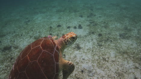 sea turtle swimming gracefully with its webbed feet towards the upper surface of the waters at saint john, us, virgin islands