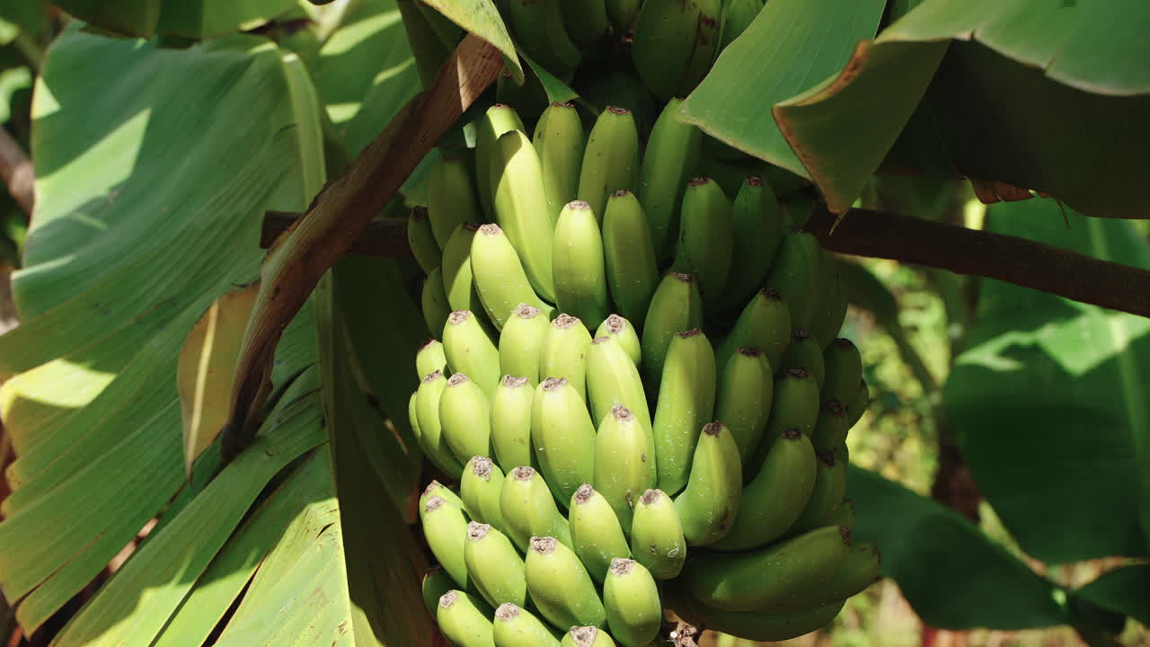 나무 위 에 있는 초록색 바나나 어리