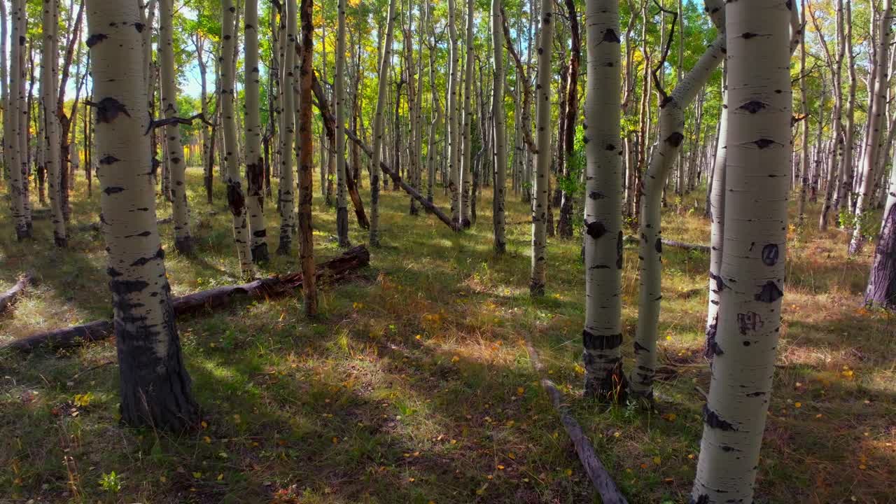 Mt Shavano ground level woods campground trailhead Kebler Pass Crested Butte Paonia dense tall mature Aspen Tree forest Colorado aerial drone ground level early morning sunny fall autumn forward