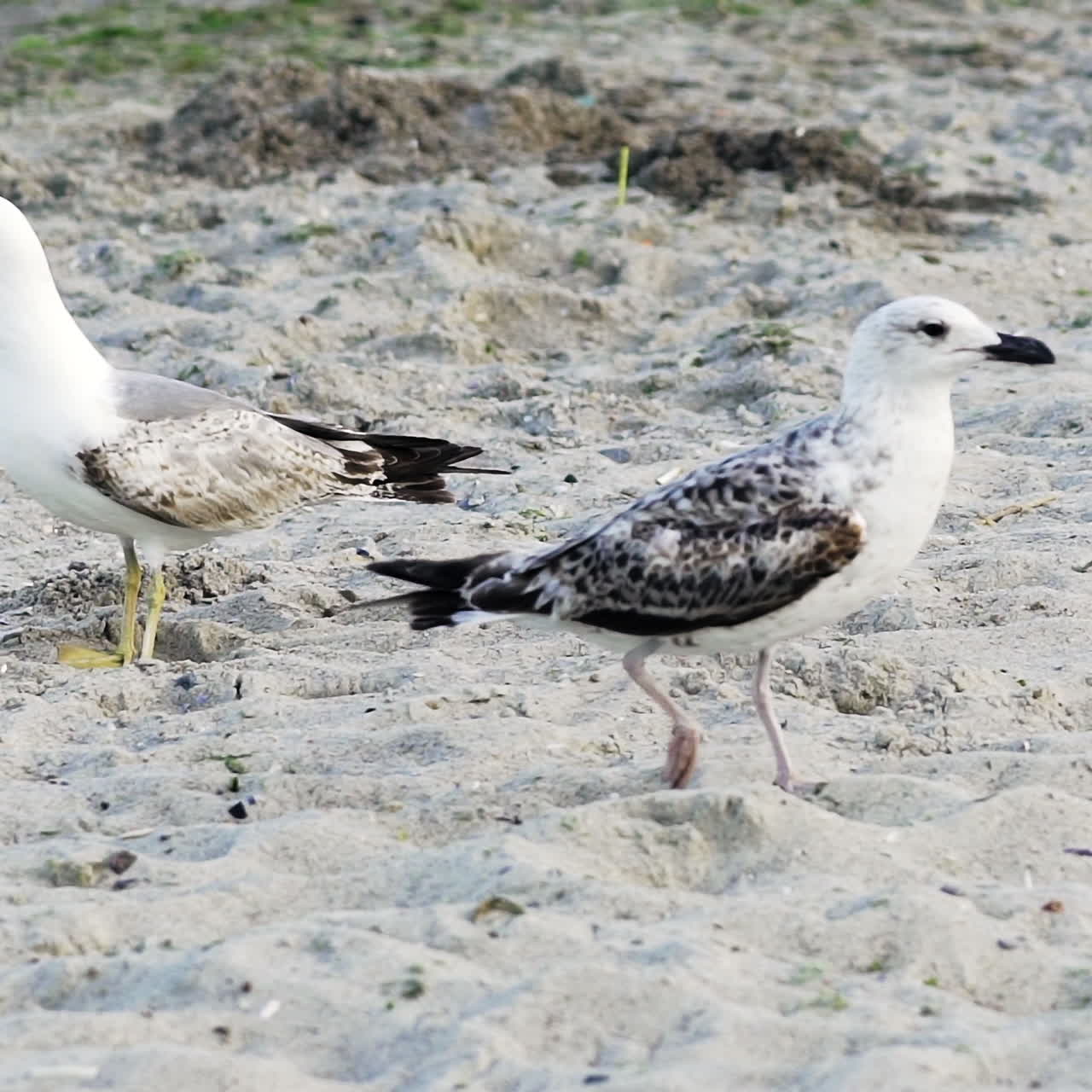 Two nice seagulls walking on a sandy beach outdoors. One bird gull comes to another and bites it on the sandy backround of a shore.