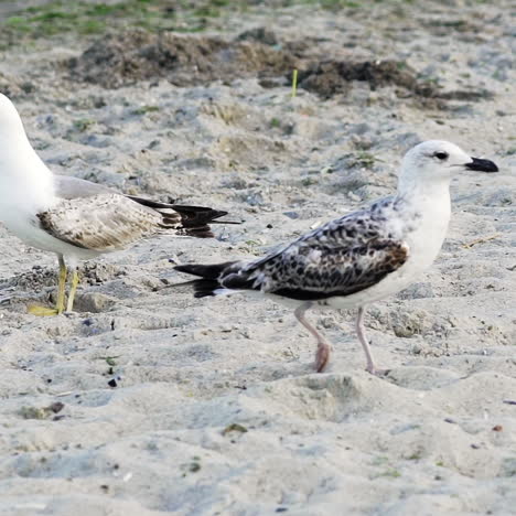 two nice seagulls walking on a sandy beach outdoors. one bird gull comes to another and bites it on the sandy backround of a shore.
