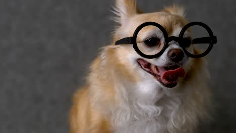 inteligente chihuahua perro marrón usar gafas negras redondas con fondo de cuero gris formato 4k