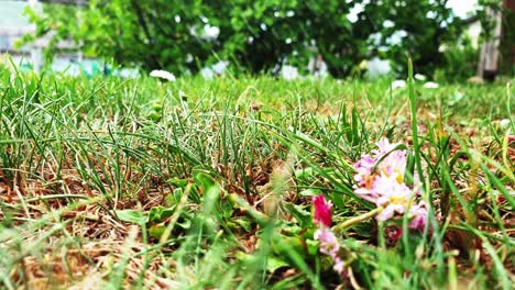 Close-up-shot-of-grass-with-rain-in-the-horizon