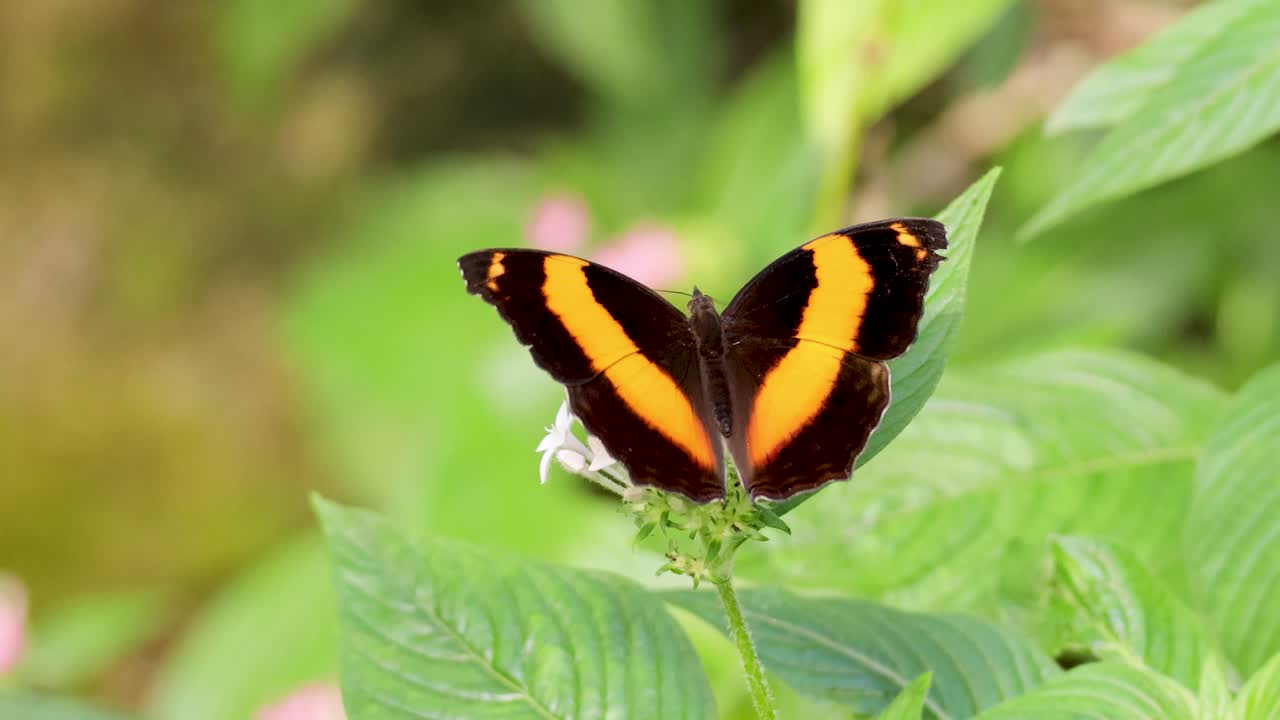 A vibrant butterfly flutters among lush green leaves, pollinating flowers in a tropical rainforest setting