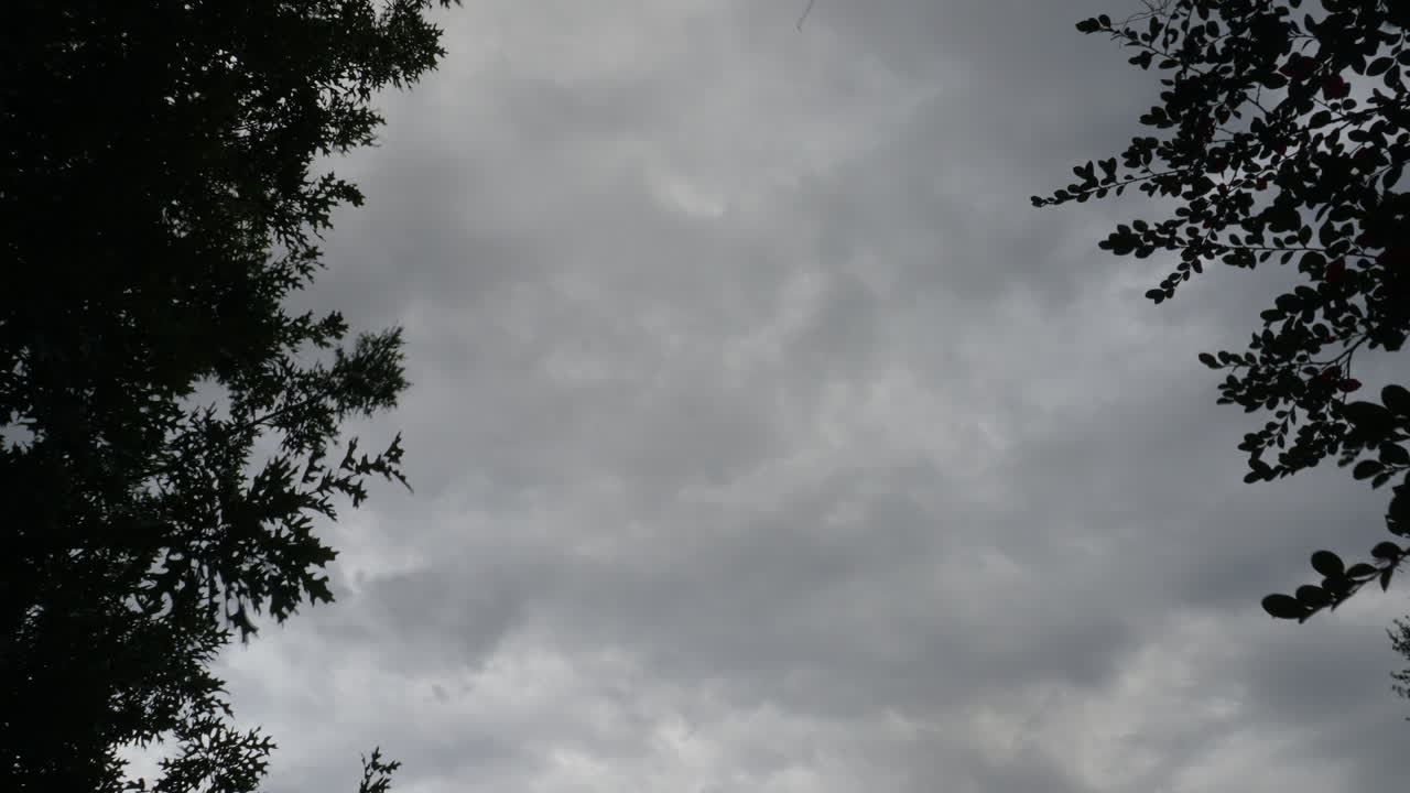 전경에서 어두운 구름 timelapse 나무