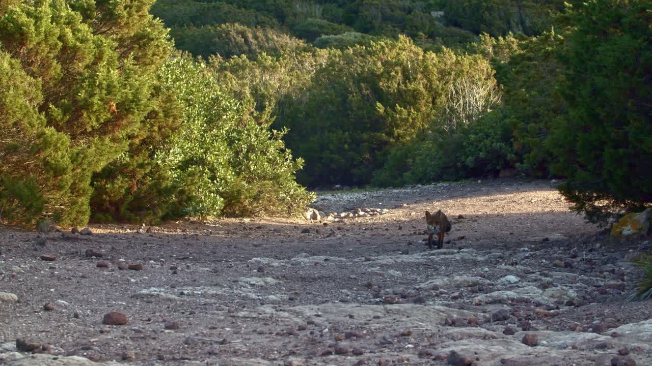 사르디니아 풍경 길, 일몰에서 카메라를 향해 걸어가는 붉은 여우의 넓은 사진