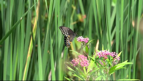 Graceful-Butterfly-Dancing-with-Insect;-Nature-is-Beautiful