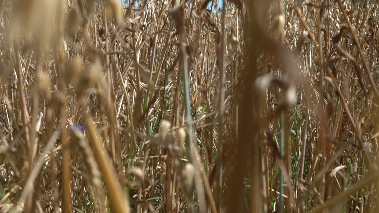 Primer plano de avena, paneo lento desde arriba hacia abajo en un campo dorado