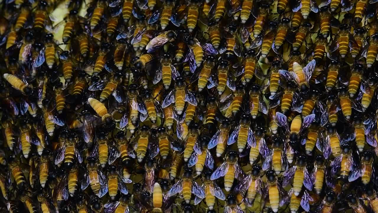 se sabe que las abejas melíferas gigantes construyen grandes colonias de nidos con bolsillos simétricos hechos de cera para almacenar miel como fuente de alimento.