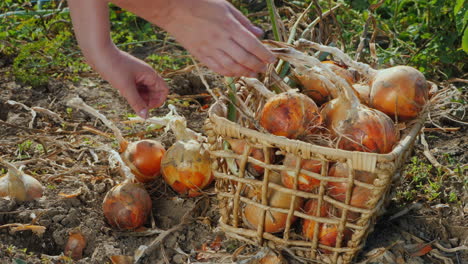 farmer's hand puts onion bulbs in the basket harvesting