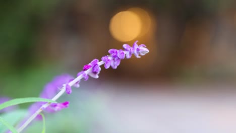 close-up of purple flowers with blurred background