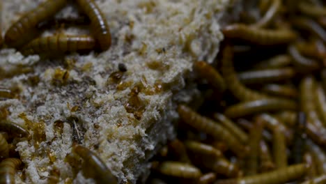 the mealworm is a species of darkling beetle used to feed pets like fish, snakes, birds, and frogs