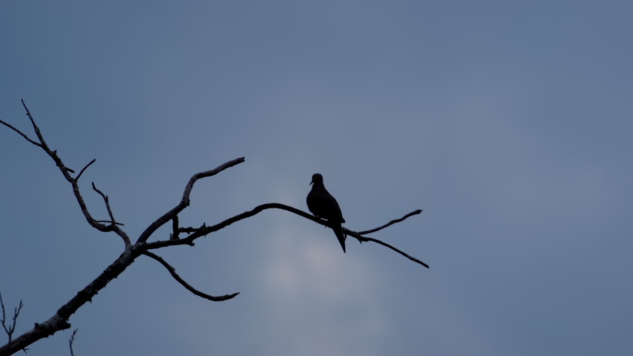 잎이 없는 나뭇가지에 앉아 있는 작은 새의 실루엣