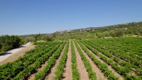 toma aérea de una mujer caminando por los campos de vino en el sur de francia