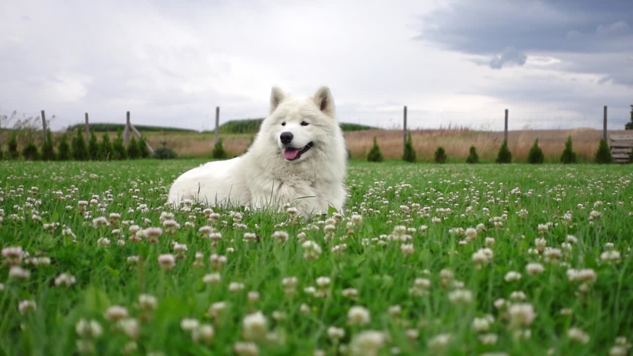 It's a cute static shot of a samoyed dog laying peacefully on the green lawn, thinking and observing