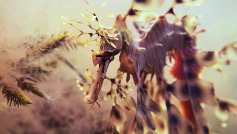 dragón de mar frondoso con huevos macro primeros planos 4k cámara lenta