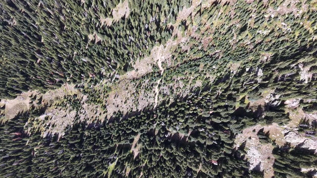 Top down side tracking shot over dense pine forest canopy revealing a rocky drainage cutting through the trees, Nederland, Boulder County, Colorado.