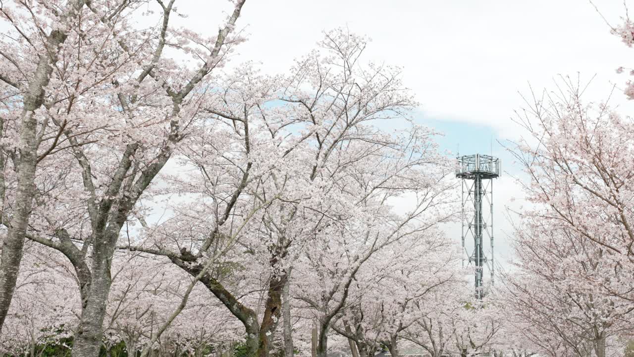 la brecha donde las cerezas florecen en plena floración