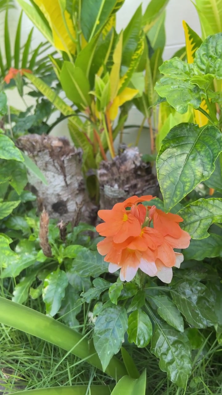 Vibrante flor de Crossandra naranja y blanca en un jardín exuberante