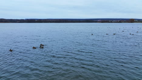 beautifully plumaged wild ducks swimming on the lake. large group of mallard birds scattered by the water surface. dark bank at backdrop.