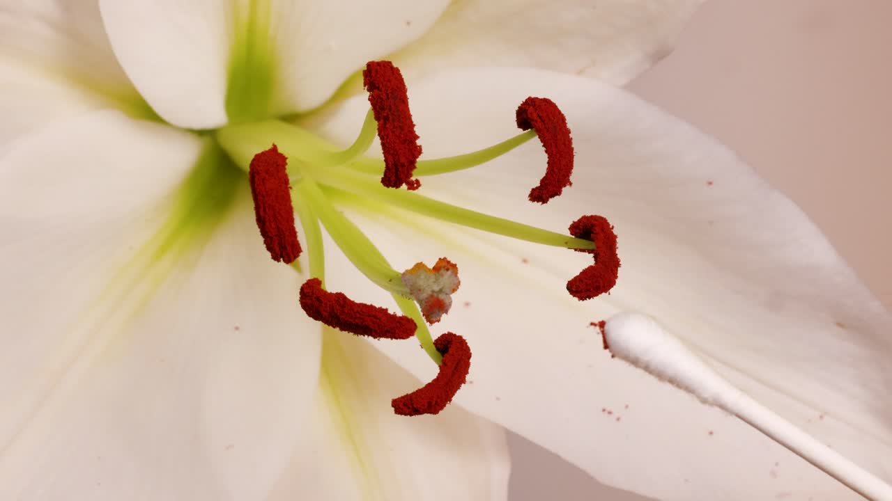 A detailed macro view of a lily flower being pollinated using a cotton swab under soft lighting
