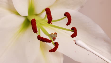 a detailed macro view of a lily flower being pollinated using a cotton swab under soft lighting
